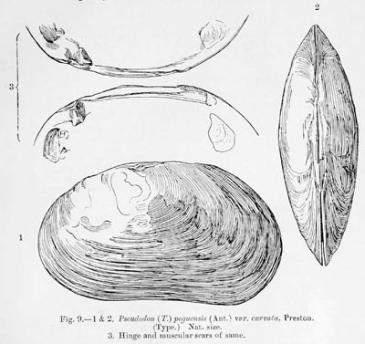 VECCHIO VENTAGLIO TARTARUGA I PIUME 1880 - 1900