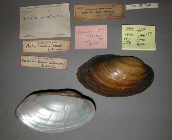 specimen