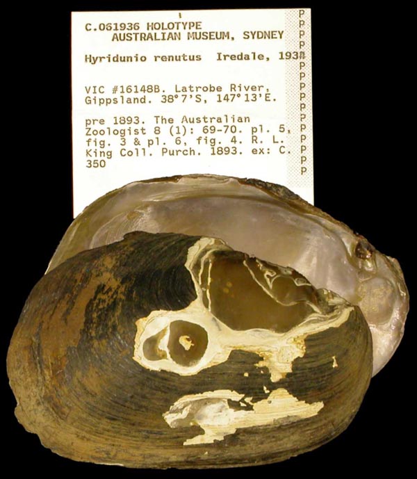 specimen