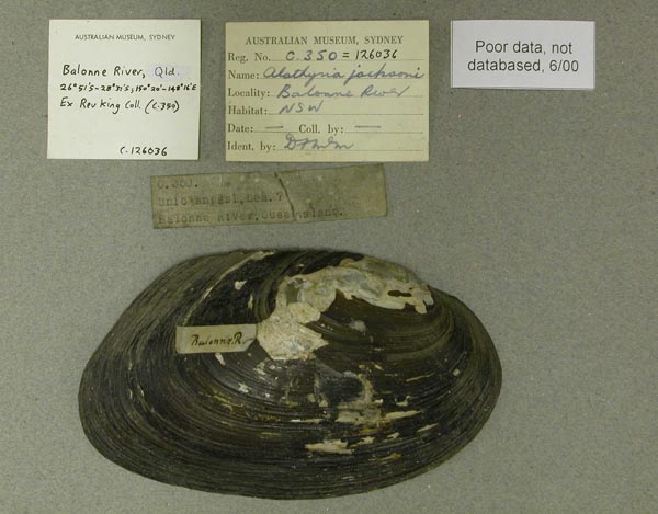 MUSSELpdb | valid sp. Alathyria jacksoni specimens
