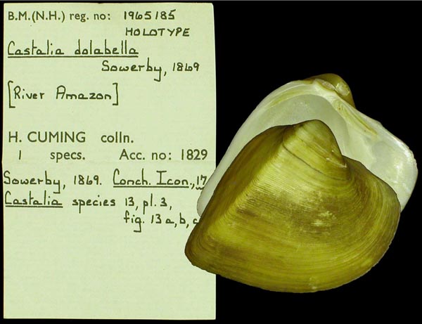 specimen