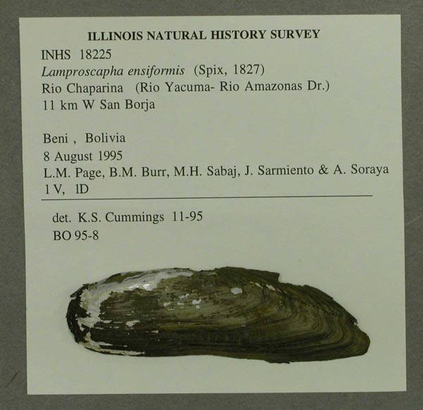 specimen