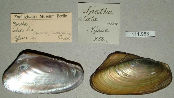 specimen