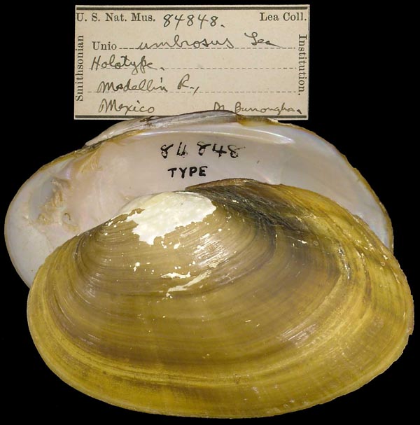 specimen