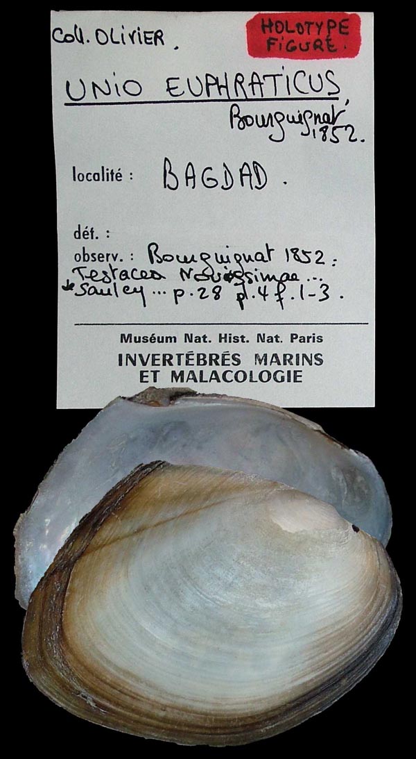 specimen