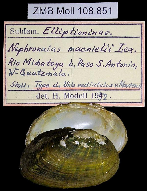 specimen