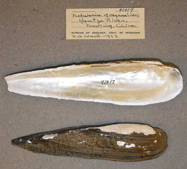 specimen