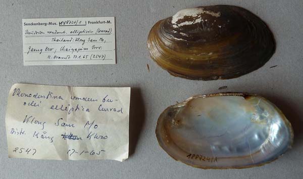 specimen