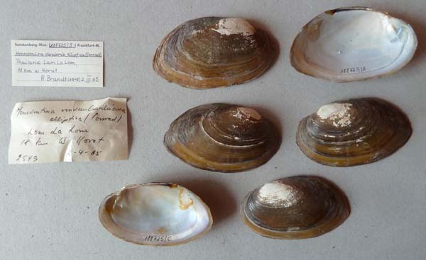 specimen