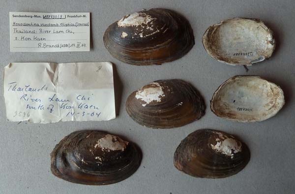 specimen
