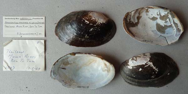 specimen
