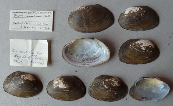 specimen