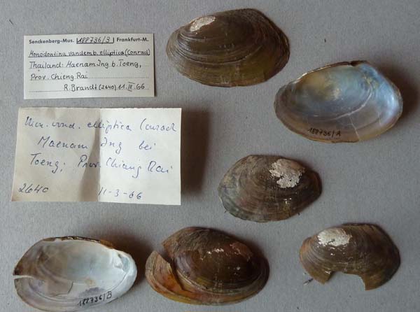 specimen