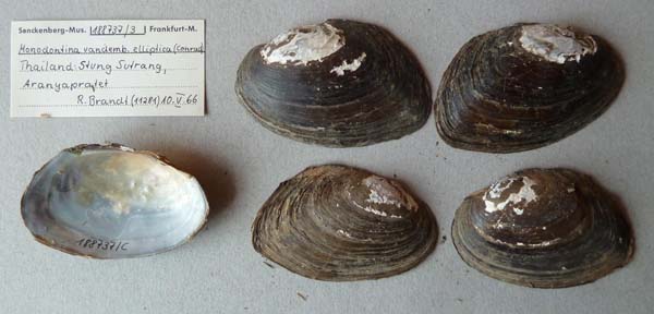 specimen