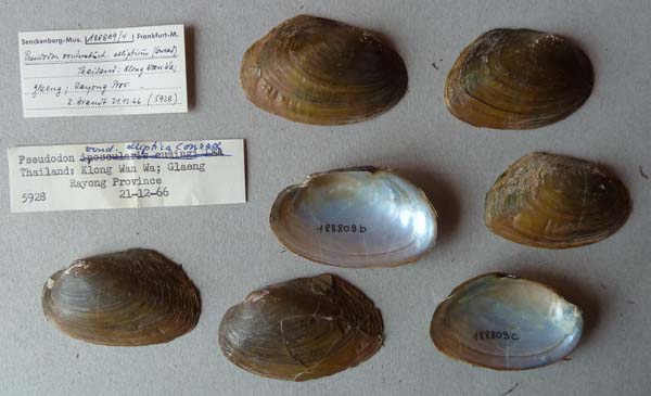 specimen