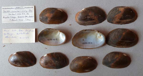specimen