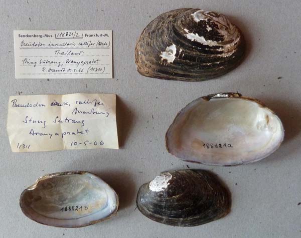 specimen