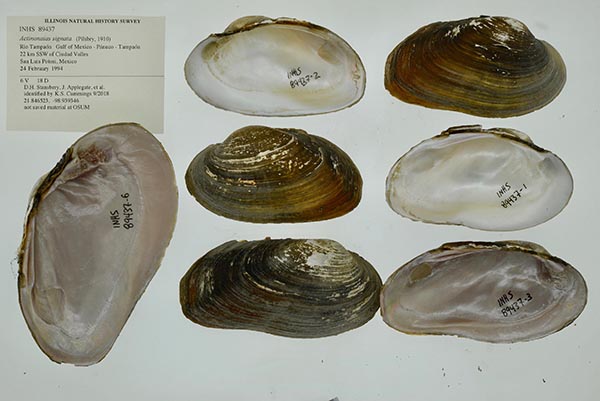 specimen