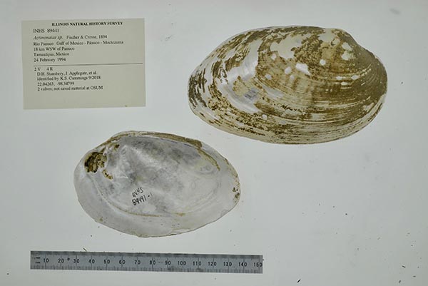 specimen