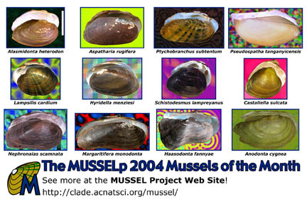 The MUSSELp 2004 Mussels of the Month postcard
