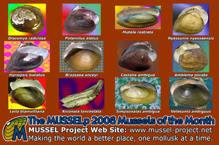 The MUSSELp 2006 Mussels of the Month postcard