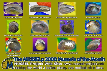 2008 MUSSELp Mussels of the Month Postcard
