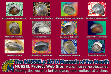 2009 MUSSELp Postcard