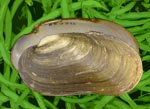 mussel of the month