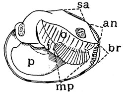 D. dromas anatomy (small)