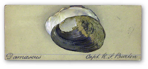 Potomida littoralis specimen collected by Sir Richard Burton in Damascus.