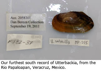 Our furthest south record of Utterbackia, from the Rio Papaloapan, Veracruz, Mexico.