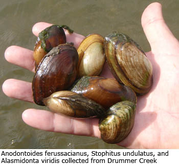 Anodontoides ferussacianus, Strophitus undulatus, and Alasmidonta viridis collected from Drummer Creek