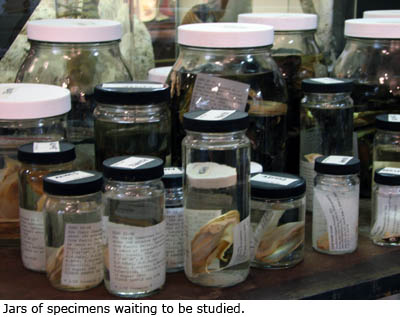 Jars of specimens waiting to be studied.