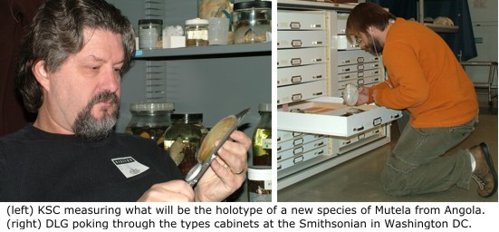 Kevin Cummings measuring what will be the holotype of a new species of Mutela from Angola. Daniel Graf poking through the types cabinets at the Smithsonian in Washington DC.