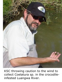 Kevin Cummings throwing caution to the wind to collect Coelatura sp. in the crocodile-infested Luangwa River.