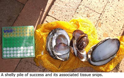 A shelly pile of success and its associated tissue snips.