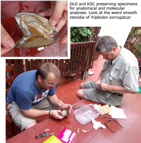 Daniel Graf and Kevin Cummings preserving specimens for anatomical and molecular analyses. Look at the weird smooth ctenidia of Triplodon corrugatus!