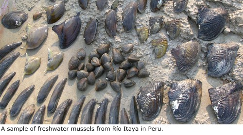 A sample of freshwater mussels from Rio Itaya in Peru.