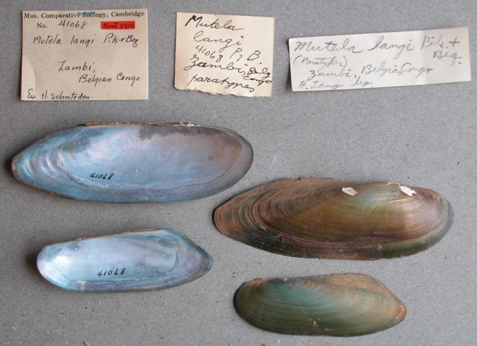 sample specimens pic from the MCZ