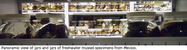 Panoramic view of jars and jars of freshwater mussel specimens from Mexico.