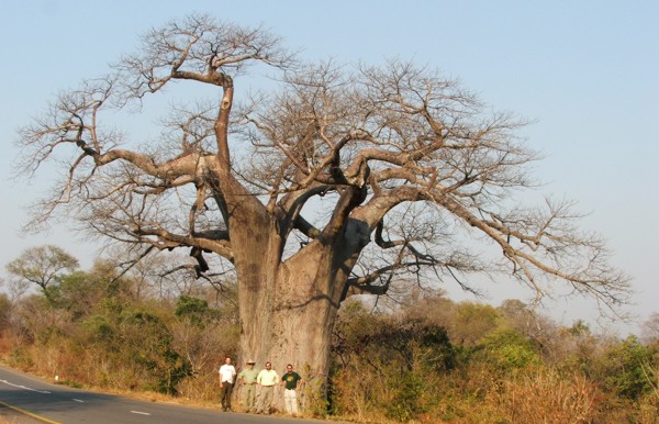 Alec Lindsay, Jerry Graf, Daniel Graf and Kevin Cummings at a big baobab in Zambia.
