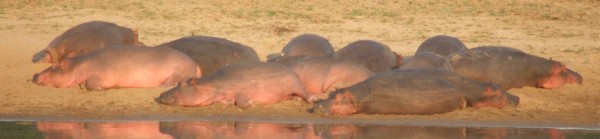 lounging hippos