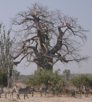 zebras and baobab