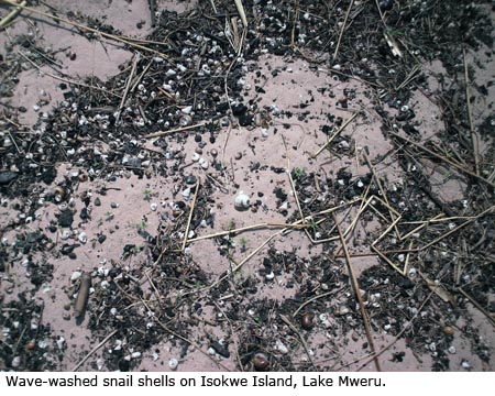 Wave-washed snail shells on Isokwe Island, Lake Mweru.