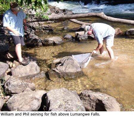 William Bone and Phil Harris seining for fish above Lumangwe Falls.