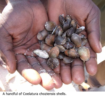 A handful of Coelatura choziensis shells.
