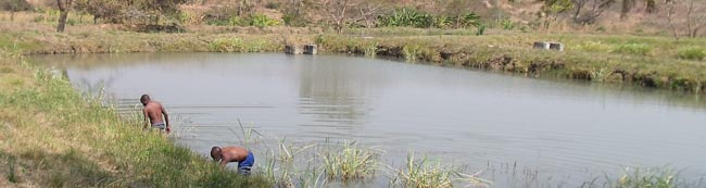 Sampling a fish hatchery pond in Chilanga, Zambia for freshwater mussels.