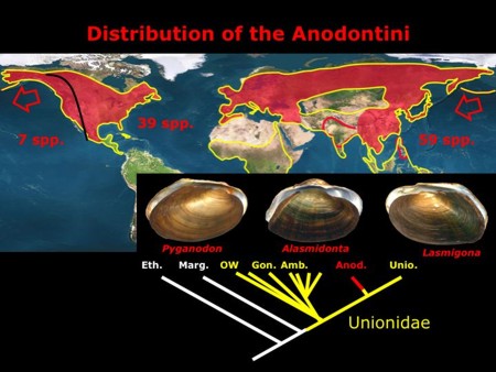 The geographical distribution of the Anodontini and their phylogenetic position.