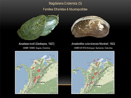This slide shows the distributions of two species in the Magdalena Basin, Colombia.