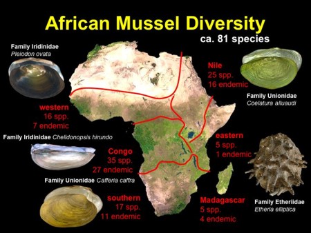 This slide depicts the distribution of African freshwater mussel assemblages, with an emphasis on endemism.
